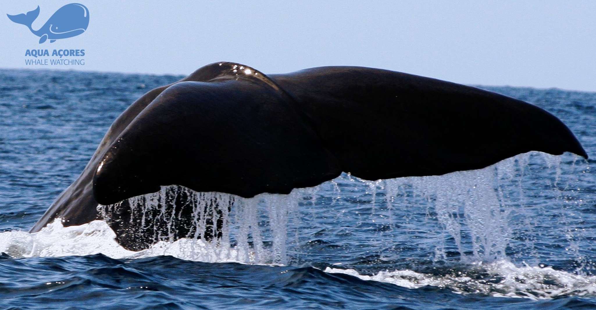 Pico Island, Azores Whale & Dolphin Watching on Zodiac Boat - Housity