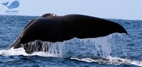 Pico Island, Azores Whale & Dolphin Watching on Zodiac Boat - Housity