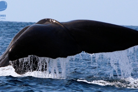Wyspa Pico: rejs łodzią z obserwacją wielorybów i delfinów na AzorachWyspa Pico: rejs z obserwacją wielorybów i delfinów na Azorach