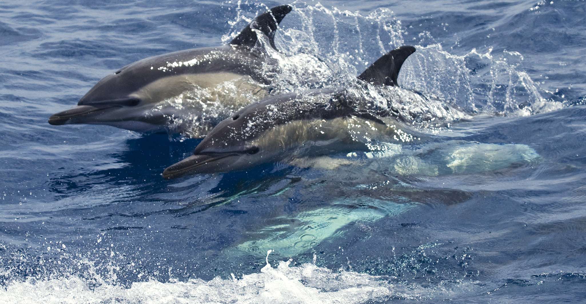 Pico Island, Azores Whale & Dolphin Watching on Zodiac Boat - Housity