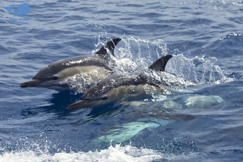 Wyspa Pico: rejs łodzią z obserwacją wielorybów i delfinów na AzorachWyspa Pico: rejs z obserwacją wielorybów i delfinów na Azorach