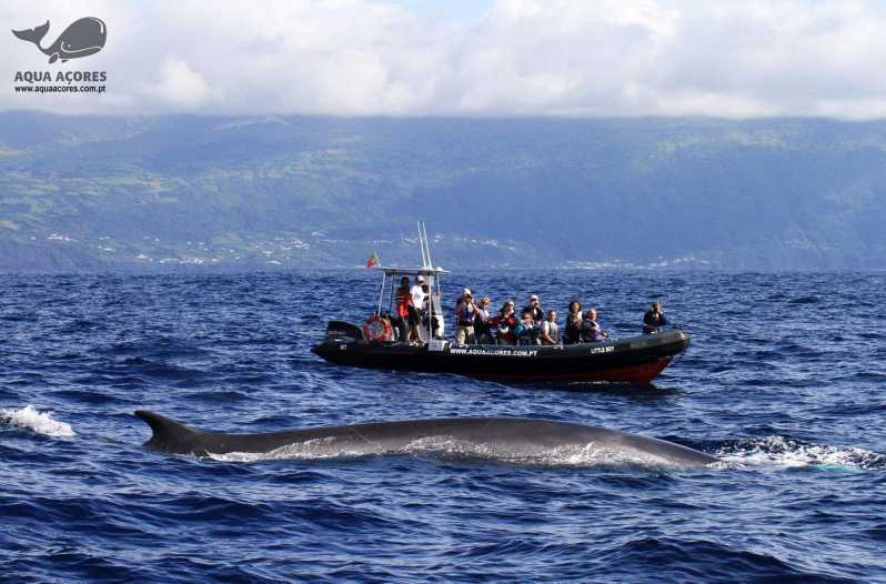 Insel Pico: Azoren Wal- und Delfinbeobachtung mit dem Zodiacboot