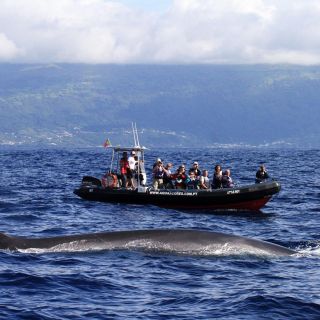 Pico Island: Azoren walvissen en dolfijnen spotten op Zodiac Boat