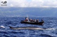 Pico Island, Azores Whale & Dolphin Watching on Zodiac Boat - Housity