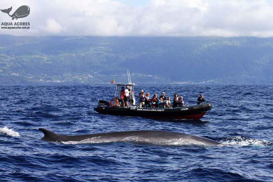 Insel Pico: Azoren Wal- und Delfinbeobachtung mit dem Zodiacboot. Foto: GetYourGuide