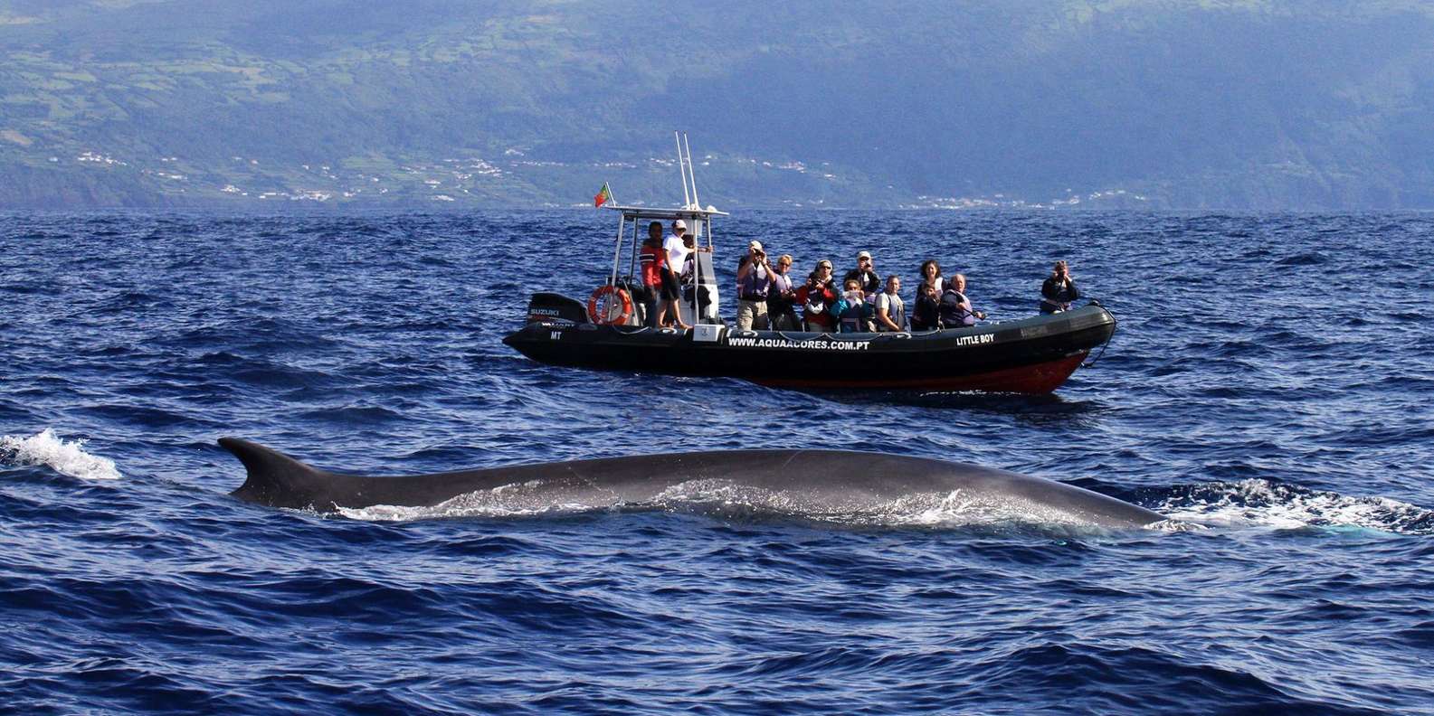 Dolphin & Whale Watching: Cruise Brazil to Azores