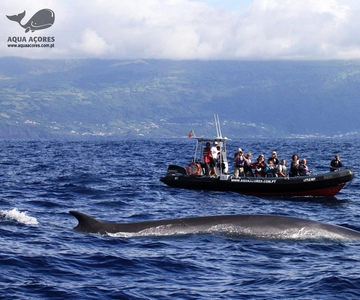 Isola di Pico: avvistamento cetacei delle Azzorre