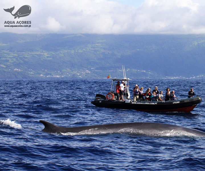 Pico Island: Azores Whale & Dolphin Watching on Zodiac Boat