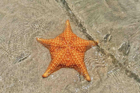 Isla Colon : L&#039;île aux oiseaux, Boca del Drago et Starfish Beach...