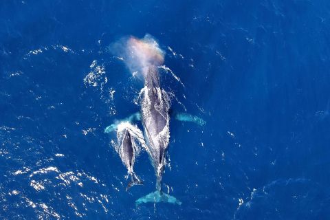 Naha, Okinawa: tour di osservazione delle balene di mezza giornata alle Isole Kerama