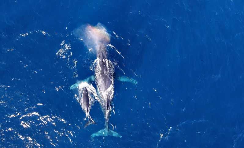 Naha, Okinawa: Kerama Islands Half-Day Whale Watching Tour