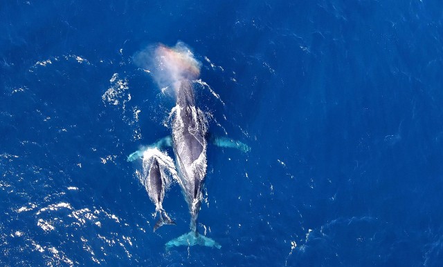 Visit Naha, Okinawa Kerama Islands Half-Day Whale Watching Tour in Naha