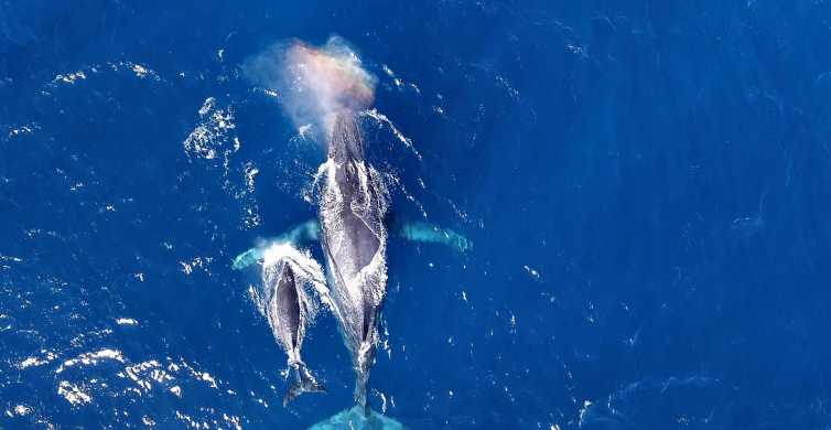Naha Okinawa Kerama Islands Half Day Whale Watching Tour GetYourGuide