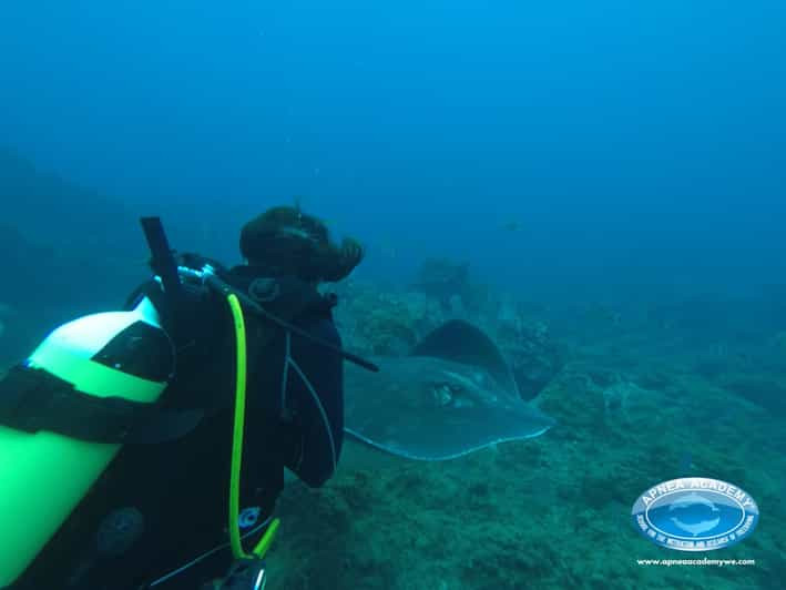 Teneriffa Probiere Das Tauchen In Der Gesch Tzten Bucht La Caleta Aus