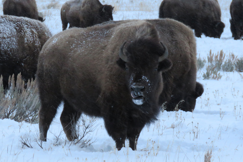 Grand Teton National Park: Wildlife Tour and Sleigh Ride Full-Day Winter Tour with Sleigh Ride