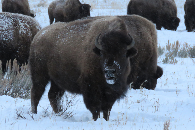 Grand Teton National Park: Wildlife Tour and Sleigh Ride Full-Day Winter Tour with Sleigh Ride