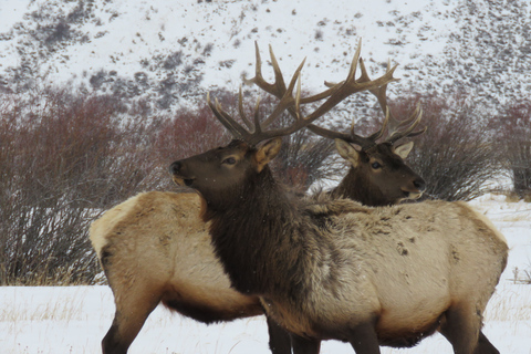Grand Teton National Park: Wildlife Tour and Sleigh Ride Full-Day Winter Tour with Sleigh Ride