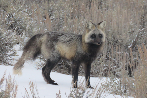 Grand Teton National Park: Wildlife Tour and Sleigh Ride Full-Day Winter Tour with Sleigh Ride