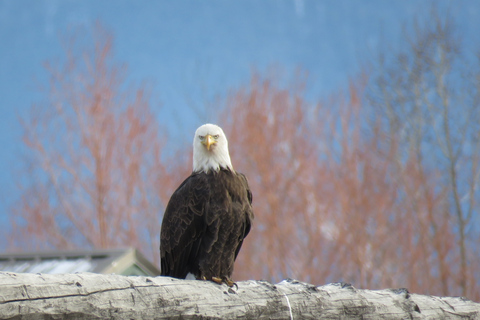 Grand Teton National Park: Wildlife Tour and Sleigh Ride Full-Day Winter Tour with Sleigh Ride