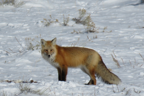 Grand Teton National Park: Wildlife Tour and Sleigh Ride Full-Day Winter Tour with Sleigh Ride