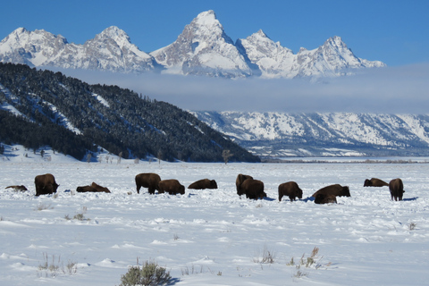 Grand Teton National Park: Wildlife Tour and Sleigh Ride Full-Day Winter Tour with Sleigh Ride