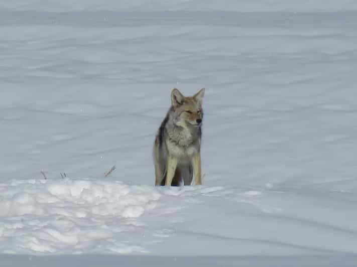 Grand Teton National Park: Wildlife Tour and Sleigh Ride | GetYourGuide