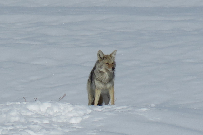 Grand Teton National Park: Wildlife Tour and Sleigh Ride Full-Day Winter Tour with Sleigh Ride