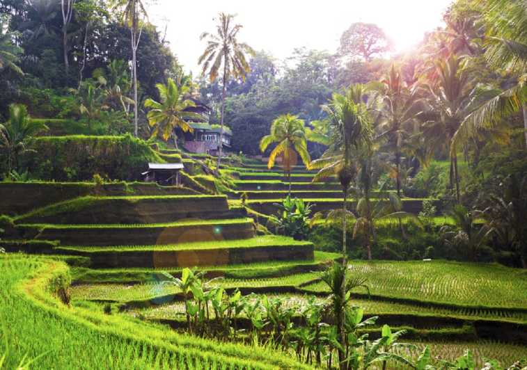 Bali: Private Car Charter with Driver