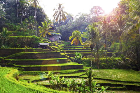 Bali: Privater Autocharter mit FahrerEnglischsprachiger Fahrer