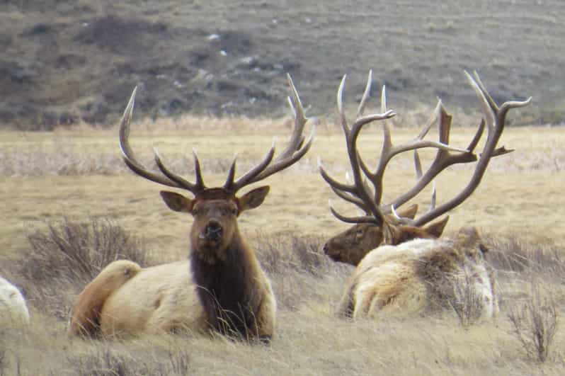 Grand Teton National Park: Wildlife Tour And Sleigh Ride | GetYourGuide