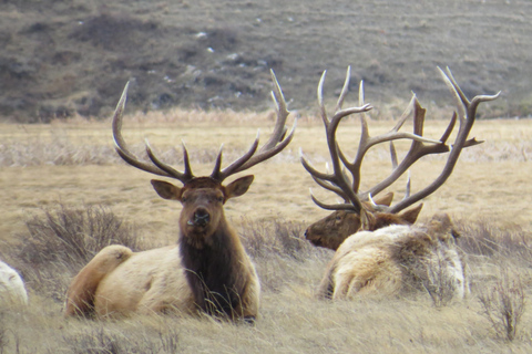 Grand Teton National Park: Wildlife Tour and Sleigh Ride Full-Day Winter Tour with Sleigh Ride