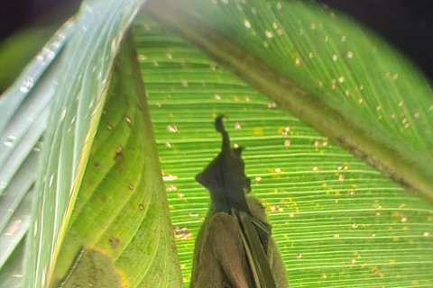 Manuel Antonio Park: Guided Tour to see animals &amp; beach timePrivate tour