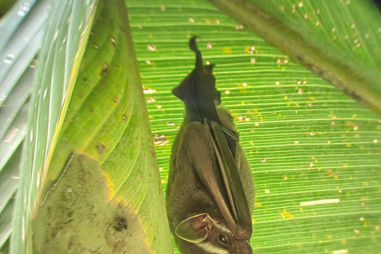 Manuel Antonio Park: Guidad tur för att se djur och strandtidPrivat tur