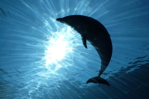 Dolphins Watching with Beach Day in Tarifa from Seville