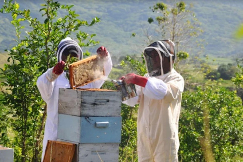 Fidji : visite d&#039;une ferme, animaux, miel et cuisine fidjienneFiji: Farm Tour: Animals, Honey Tasting &amp; Fijian Cooking