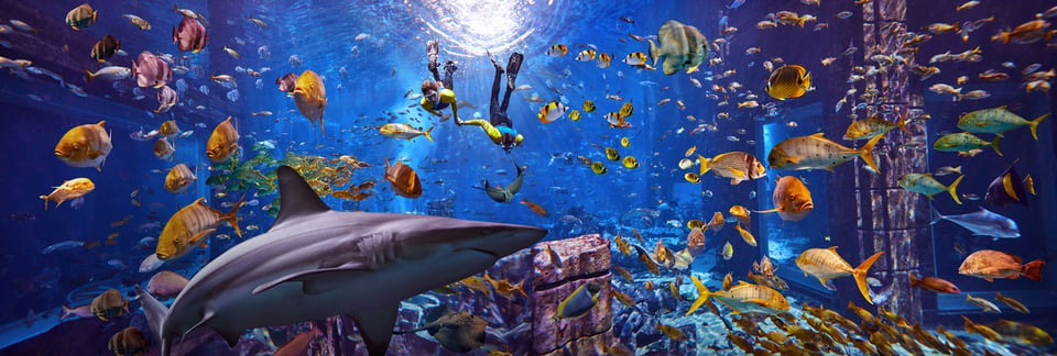 Dubai: Das Schnorchelerlebnis im Lost Chambers Aquarium