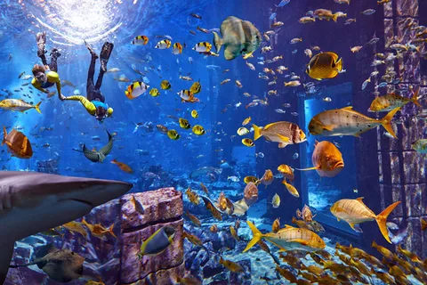Dubai: Snorkelen in het Lost Chambers Aquarium
