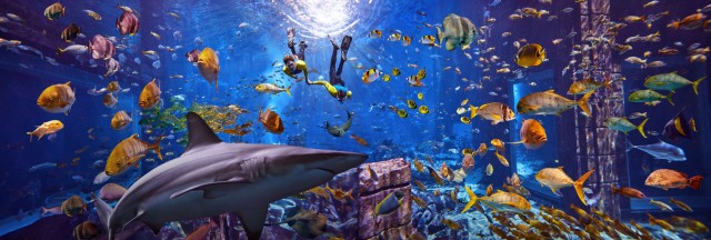 Dubai: The Lost Chambers Aquarium Snorkeling Experience