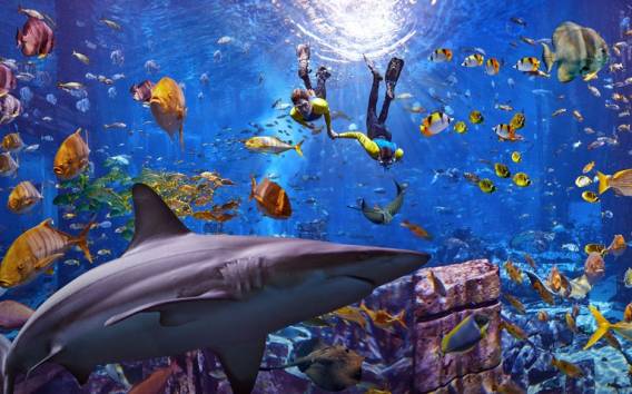Dubai: Das Schnorchelerlebnis im Lost Chambers Aquarium