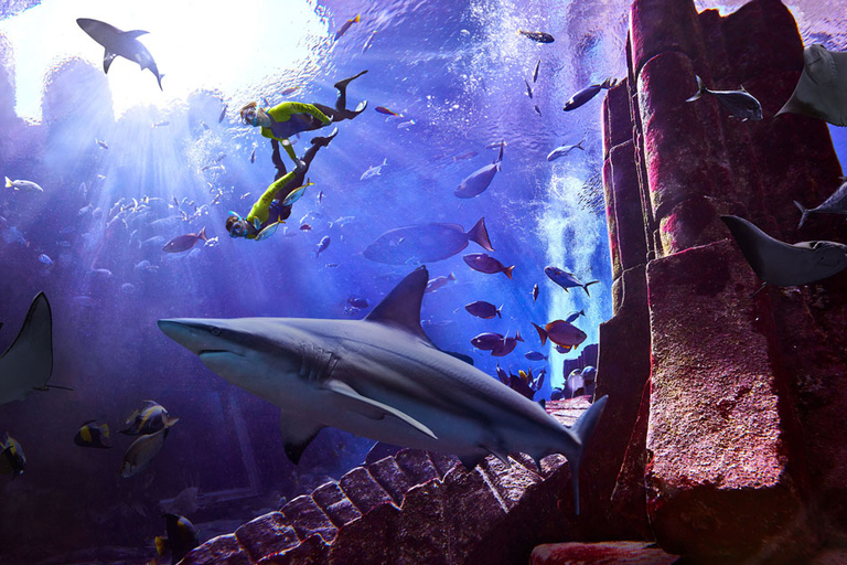 Dubai: Lost World Aquarium Ultimate Snorkel Experience Lost World Aquarium: Ultimate Snorkel