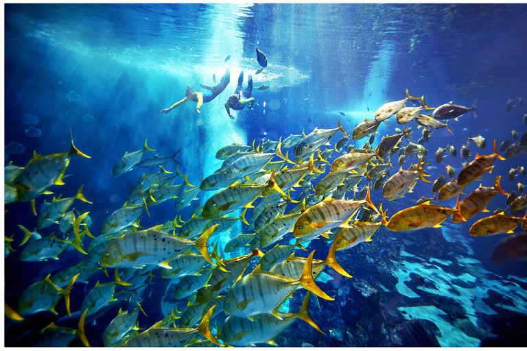 Dubai: Lost World Aquarium Ultimate Snorkel Experience Lost World Aquarium: Ultimate Snorkel