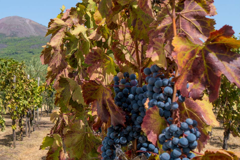 Z Sorrento: wycieczka na Wezuwiusz z lunchem i degustacją wina