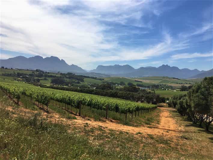Stellenbosch Devon Valley Vineyards Bicycle Tour w. Lunch GetYourGuide