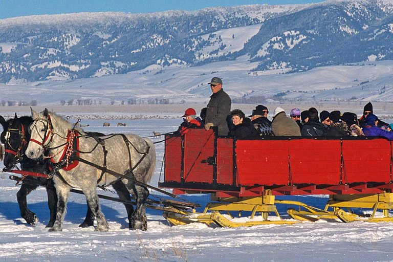 Grand Teton National Park: Wildlife Tour and Sleigh Ride Full-Day Winter Tour with Sleigh Ride