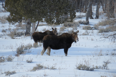 Grand Teton National Park: Wildlife Tour and Sleigh Ride Full-Day Winter Tour with Sleigh Ride