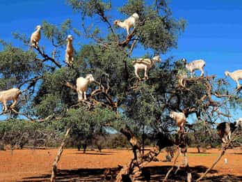Ab Marrakesch: Tagesausflug nach Essaouira Ab Marrakesch: Tagesausflug nach Essaouira