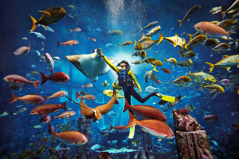 Dubai: Lost World Aquarium Atlantis Diving Experience Dive Discovery for Non-Certified Divers