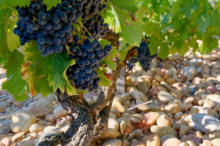 Avignon : excursion viticole l'après-midi à Châteauneuf