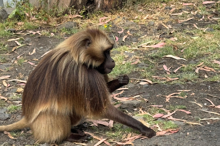 Addis Abeba: Töpferwaren, Markt und Kaffee-Tour mit MittagessenAddis Abeba: Töpfer-, Markt- und Kaffeetour mit Mittagessen