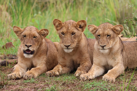 Ouganda : Parc national des chutes de Murchison